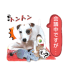 愛犬♡ハナコのスタンプ12（個別スタンプ：16）