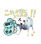 愛犬♡ハナコのスタンプ12（個別スタンプ：38）