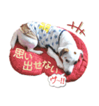 愛犬♡ハナコのスタンプ12（個別スタンプ：40）