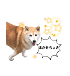 柴犬らんの山口弁（個別スタンプ：1）