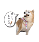柴犬らんの山口弁（個別スタンプ：2）