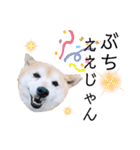柴犬らんの山口弁（個別スタンプ：3）
