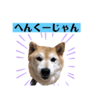 柴犬らんの山口弁（個別スタンプ：4）