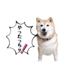 柴犬らんの山口弁（個別スタンプ：5）
