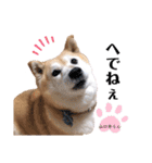 柴犬らんの山口弁（個別スタンプ：8）