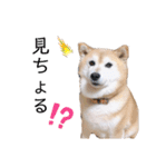 柴犬らんの山口弁（個別スタンプ：9）