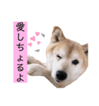 柴犬らんの山口弁（個別スタンプ：10）