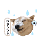 柴犬らんの山口弁（個別スタンプ：11）