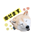 柴犬らんの山口弁（個別スタンプ：12）