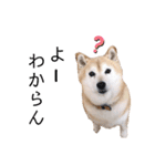 柴犬らんの山口弁（個別スタンプ：13）