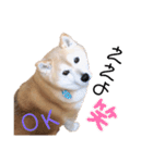 柴犬らんの山口弁（個別スタンプ：14）