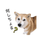 柴犬らんの山口弁（個別スタンプ：15）