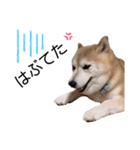 柴犬らんの山口弁（個別スタンプ：16）