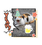 可愛すぎる❤三毛猫パルスタンプ（個別スタンプ：1）