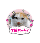 可愛すぎる❤三毛猫パルスタンプ（個別スタンプ：5）