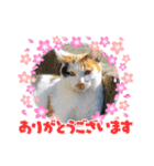 可愛すぎる❤三毛猫パルスタンプ（個別スタンプ：6）