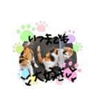 可愛すぎる❤三毛猫パルスタンプ（個別スタンプ：7）