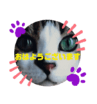 ドラエモン②敬語っぽい（個別スタンプ：1）