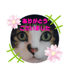 ドラエモン②敬語っぽい（個別スタンプ：3）