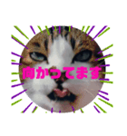 ドラエモン②敬語っぽい（個別スタンプ：6）
