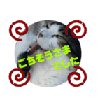 ドラエモン②敬語っぽい（個別スタンプ：8）