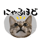 デカ文字猫スタンプ3（個別スタンプ：9）