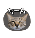 デカ文字猫スタンプ3（個別スタンプ：11）