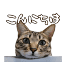 デカ文字猫スタンプ3（個別スタンプ：22）