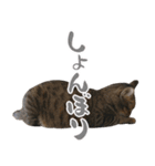 デカ文字猫スタンプ3（個別スタンプ：36）