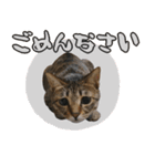 デカ文字猫スタンプ3（個別スタンプ：37）