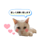 猫♡使える敬語 他（個別スタンプ：2）