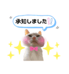 猫♡使える敬語 他（個別スタンプ：5）