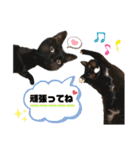 猫♡使える敬語 他（個別スタンプ：14）