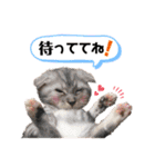 猫♡使える敬語 他（個別スタンプ：15）