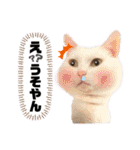 猫♡使える敬語 他（個別スタンプ：18）