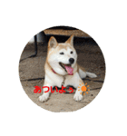 さくらと一緒（個別スタンプ：1）