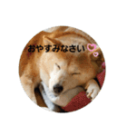 さくらと一緒（個別スタンプ：2）
