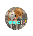 さくらと一緒（個別スタンプ：4）