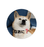 さくらと一緒（個別スタンプ：5）