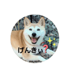 さくらと一緒（個別スタンプ：6）