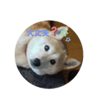 さくらと一緒（個別スタンプ：9）