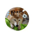 さくらと一緒（個別スタンプ：10）