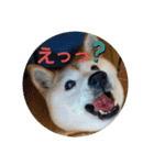 さくらと一緒（個別スタンプ：11）
