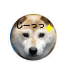 さくらと一緒（個別スタンプ：13）