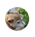 さくらと一緒（個別スタンプ：14）