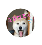 さくらと一緒（個別スタンプ：16）