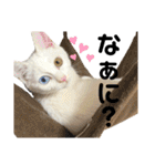 けんさのめい♡（個別スタンプ：37）