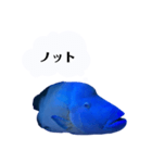 かわちいナポフィ（個別スタンプ：5）