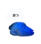 かわちいナポフィ（個別スタンプ：12）