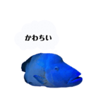 かわちいナポフィ（個別スタンプ：15）